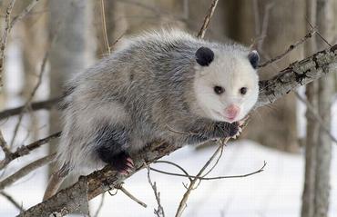 opossum_c02