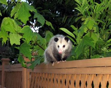 opossum_c13