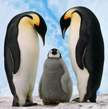 pingvin_10