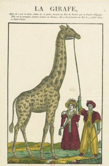Giraffes_10