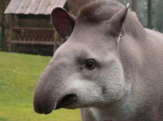 tapir_04