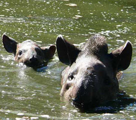tapir_09b