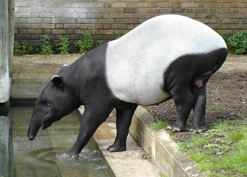 tapir_14